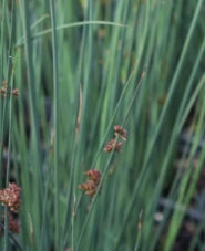 Grass, Juncus patens 'Elk Blue'