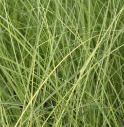 Grass, Miscanthus sin. 'Graziella'