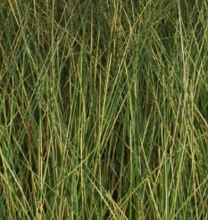 Grass, Juncus e. 'Goldstrike'