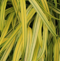 Grass, Hakonechloa m. 'Aureola'