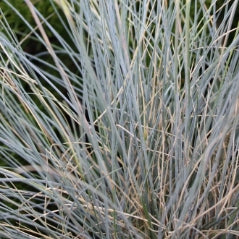 Grass, Festuca id. 'Siskiyou Blue'