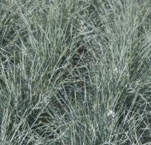 Grass, Festuca c. 'Beyond Blue'