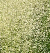 Grass, Deschampsia c. 'Goldgehänge'