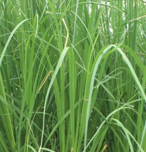 Grass, Cortaderia s. 'Rosea'