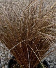Grass, Carex flag. 'Toffee Twist