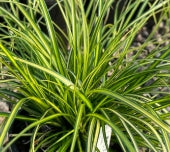 Grass, Carex oshimensis EVERCOLOR® 'Eversheen' PP25938