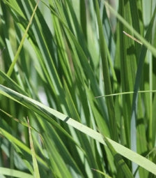 Grass, Calamagrostis a. 'El dorado' PP16486