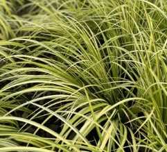 Grass, Acorus gramineus 'Ogon'