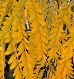 Gleditsia tri. 'Golden Locust' (BBP)