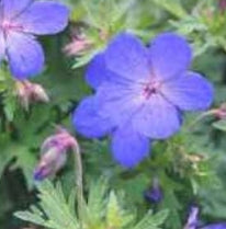 Geranium 'Johnson's Blue'