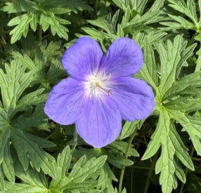 Geranium x 'Brookside'