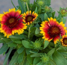 Gaillardia x grandiflora MESA™ Bright Bicolor