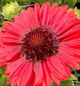 Gaillardia aristata ‘Spintop Red’