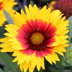 Gaillardia aristata ‘Spintop Red®’ Red Starbust PPAF