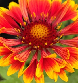 Gaillardia aristata 'Spintop Copper Sun' PPAF