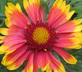 Gaillardia 'Goblin'