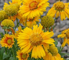 Gaillardia 'Arizona Apricot'
