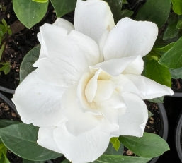 Gardenia jasminoides Jubilation™ PP21983