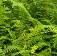 Fern, Polystichum setiferum 'Herrenhausen'