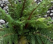 Fern, Polystichum setiferum 'Divisilobum'