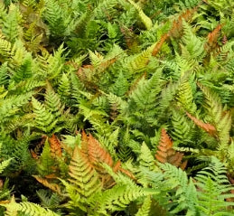 Fern, Dryopteris erythrosora 'Prolifica'
