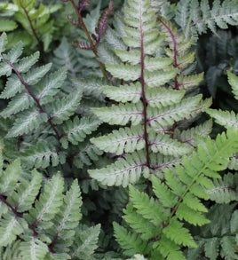 Fern, Athyrium niponicum 'Red Beauty'