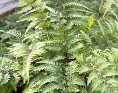 Fern, Athyrium niponicum 'Metallicum'