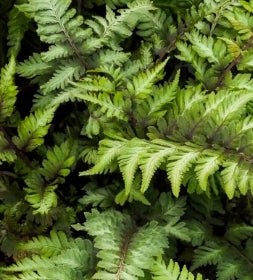 Fern, Athyrium niponicum 'Apple Court'