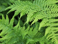 Fern, Athyrium filix-femina 'Lady'