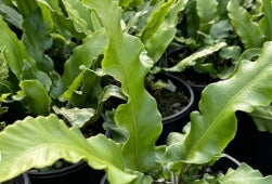 Fern, Asplenium scolopendrium - Harts Tongue