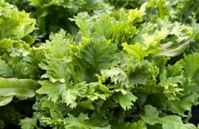 Fern, Asplenium scolopendrium 'Cristata' - Crested Harts Tongue