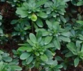 Euphorbia amyg. 'Robbiae'