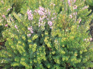 Erica x dar. 'Spring Surprise' (rose) (Jan.-Mar.)