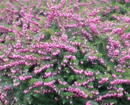 Erica x dar. 'Eva Gold' (pink) (Jan.-Mar.)