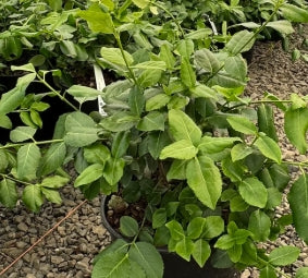 Euonymus f. 'Green Lane'