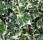 Sticky Image