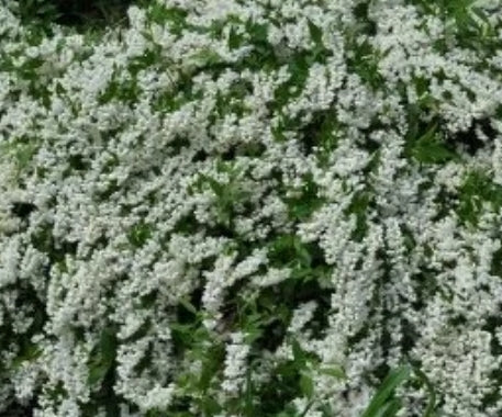 Philadelphus x vir. 'Miniature Snowflake'
