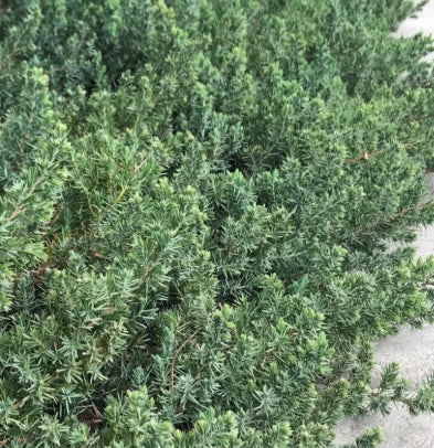 Picea pungens 'Blue Select'