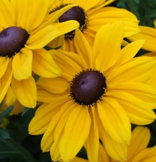 Rudbeckia h. SmileyZ® 'Sunny' PPAF