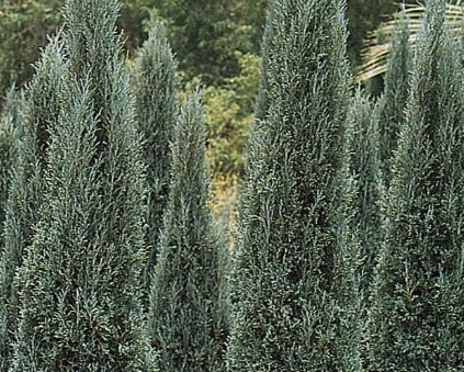 Juniperus scop. 'Gray Gleam'