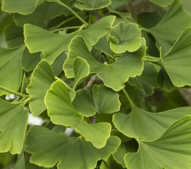 Ginkgo b. 'Princeton Sentry' (CG)