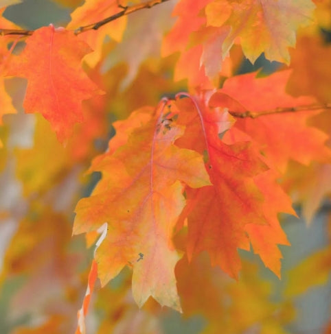 Quercus rubra (BBP)