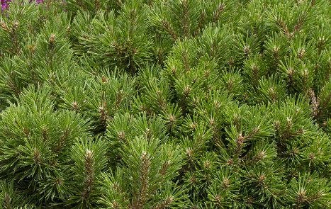 Pinus mugo 'Mops'