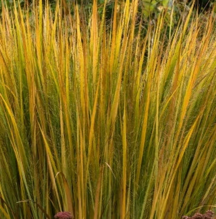 Grass, Panicum v. 'Northwind'