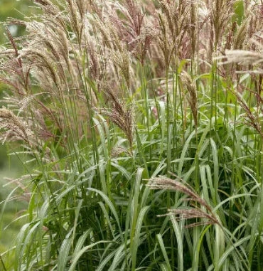 Grass, Miscanthus sin. 'Malepartus'
