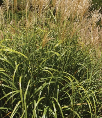 Grass, Miscanthus sin. 'My Fair Maiden' ™ PPAF