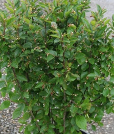 Cotoneaster lucidus