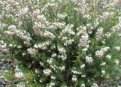 Erica x dar. 'Beacon Hill' (white) (Jan.-Mar.)