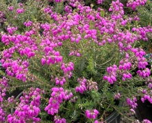 Erica ci. 'P.S. Patrick' (purple) (July-Sept.)