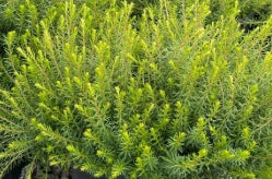 Erica ca. 'Pirbright Rose' (rose) (Jan.-Mar.)
